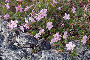 Rhodothamnus chamaecistus (Ericaceae)  - Rhododendron petit ciste Belluno [Italie] 01/07/2019 - 2110m