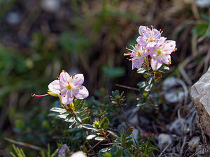 Rhodothamnus chamaecistus (Ericaceae)  - Rhododendron petit ciste  [Slovenie] 06/07/2019 - 1150m