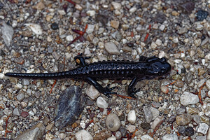 Salamandra atra atra (Salamandridae)  - Salamandre noire  [Slovenie] 03/07/2019 - 1170m