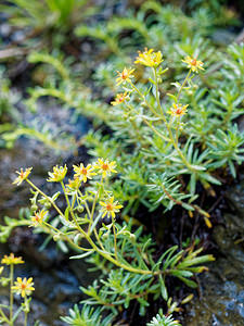 Saxifraga aizoides (Saxifragaceae)  - Saxifrage faux aizoon, Saxifrage cilié, Faux aizoon - Yellow Saxifrage Bezirk St. Johann im Pongau [Autriche] 15/07/2019 - 1120m