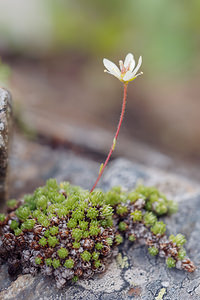 Saxifraga bryoides (Saxifragaceae)  - Saxifrage faux bryum, Saxifrage d'Auvergne Bezirk Lienz [Autriche] 17/07/2019 - 2030m