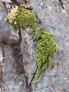 Saxifraga bryoides (Saxifragaceae)  - Saxifrage faux bryum, Saxifrage d'Auvergne Bezirk Lienz [Autriche] 17/07/2019 - 2030m
