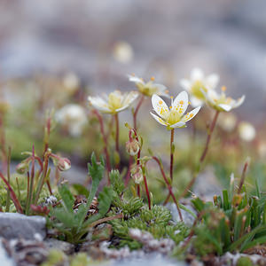 Saxifraga bryoides (Saxifragaceae)  - Saxifrage faux bryum, Saxifrage d'Auvergne Bezirk Imst [Autriche] 18/07/2019 - 2470m