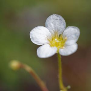 Saxifraga caesia (Saxifragaceae)  - Saxifrage glauque, Saxifrage bleue, Saxifrage bleuâtre  [Slovenie] 06/07/2019 - 1020m