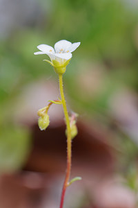 Saxifraga caesia (Saxifragaceae)  - Saxifrage glauque, Saxifrage bleue, Saxifrage bleuâtre  [Slovenie] 06/07/2019 - 1020m