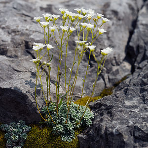 Saxifraga caesia (Saxifragaceae)  - Saxifrage glauque, Saxifrage bleue, Saxifrage bleuâtre Sondrio [Italie] 18/07/2019 - 1990m