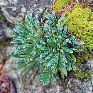 Saxifraga crustata (Saxifragaceae)  - Saxifrage incrustée Udine [Italie] 02/07/2019 - 1400m