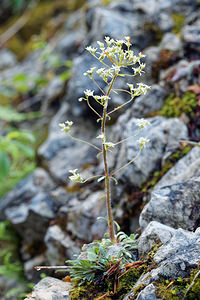 Saxifraga crustata (Saxifragaceae)  - Saxifrage incrustée Udine [Italie] 02/07/2019 - 1400m