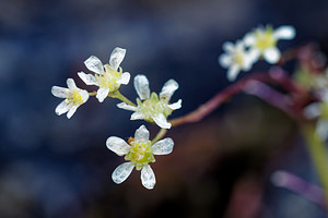 Saxifraga crustata (Saxifragaceae)  - Saxifrage incrustée Udine [Italie] 02/07/2019 - 1400m