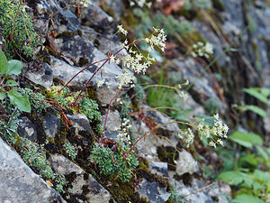 Saxifraga crustata (Saxifragaceae)  - Saxifrage incrustée Udine [Italie] 02/07/2019 - 1400m