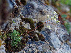 Saxifraga crustata (Saxifragaceae)  - Saxifrage incrustée Udine [Italie] 02/07/2019 - 1400m