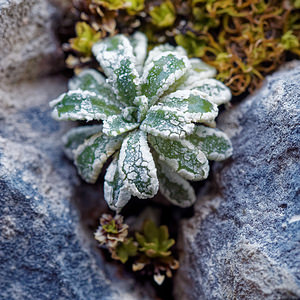 Saxifraga crustata (Saxifragaceae)  - Saxifrage incrustée Udine [Italie] 02/07/2019 - 1400m