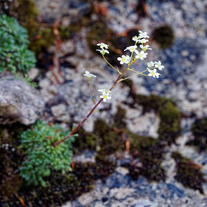 Saxifraga crustata (Saxifragaceae)  - Saxifrage incrustée Udine [Italie] 02/07/2019 - 1400m
