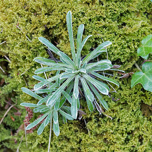 Saxifraga crustata (Saxifragaceae)  - Saxifrage incrustée  [Slovenie] 05/07/2019 - 560m