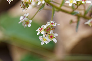 Saxifraga crustata (Saxifragaceae)  - Saxifrage incrustée Bezirk Klagenfurt-Land [Autriche] 14/07/2019 - 1360m