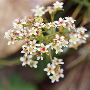 Saxifraga crustata (Saxifragaceae)  - Saxifrage incrustée Bezirk Klagenfurt-Land [Autriche] 14/07/2019 - 1360m