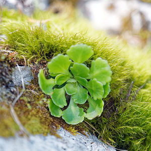 Saxifraga cuneifolia (Saxifragaceae)  - Saxifrage à feuilles en coin - Lesser Londonpride  [Slovenie] 06/07/2019 - 1510m