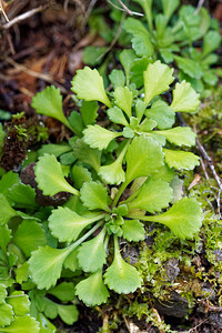 Saxifraga cuneifolia subsp. robusta (Saxifragaceae)  - Saxifrage robuste Udine [Italie] 03/07/2019 - 970m