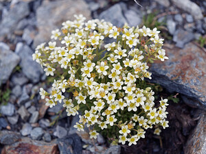 Saxifraga exarata (Saxifragaceae)  - Saxifrage sillonnée, Saxifrage faux orpin Sondrio [Italie] 18/07/2019 - 2730m