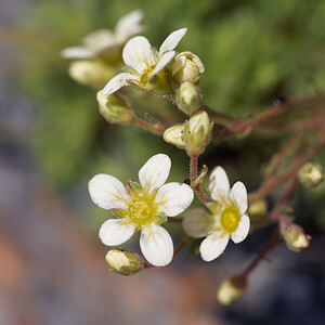 Saxifraga exarata (Saxifragaceae)  - Saxifrage sillonnée, Saxifrage faux orpin Sondrio [Italie] 18/07/2019 - 2690m