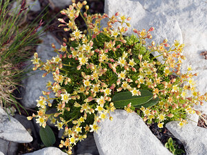 Saxifraga exarata (Saxifragaceae)  - Saxifrage sillonnée, Saxifrage faux orpin Haute-Savoie [France] 20/07/2019 - 2450m