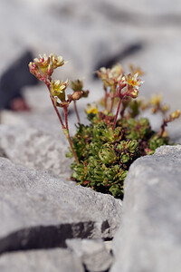 Saxifraga exarata (Saxifragaceae)  - Saxifrage sillonnée, Saxifrage faux orpin Haute-Savoie [France] 20/07/2019 - 2430m