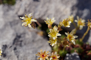 Saxifraga exarata (Saxifragaceae)  - Saxifrage sillonnée, Saxifrage faux orpin Haute-Savoie [France] 20/07/2019 - 2430m