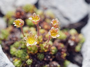 Saxifraga exarata (Saxifragaceae)  - Saxifrage sillonnée, Saxifrage faux orpin Haute-Savoie [France] 20/07/2019 - 2420m