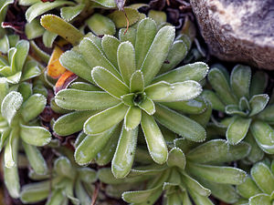 Saxifraga hostii (Saxifragaceae)  - Saxifrage de Host Udine [Italie] 02/07/2019 - 1030m