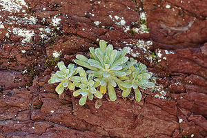 Saxifraga hostii (Saxifragaceae)  - Saxifrage de Host Udine [Italie] 03/07/2019 - 790m