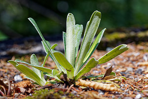 Saxifraga hostii (Saxifragaceae)  - Saxifrage de Host Udine [Italie] 03/07/2019 - 980m