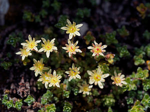 Saxifraga moschata (Saxifragaceae)  - Saxifrage musquée Haute-Savoie [France] 20/07/2019 - 2460m