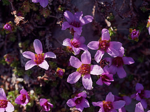 Saxifraga oppositifolia (Saxifragaceae)  - Saxifrage à feuilles opposées, Saxifrage glanduleuse - Purple Saxifrage Haute-Savoie [France] 20/07/2019 - 2430m