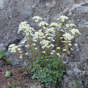 Saxifraga paniculata (Saxifragaceae)  - Saxifrage paniculée, Saxifrage aizoon - Livelong Saxifrage Bezirk Lienz [Autriche] 17/07/2019 - 1850m