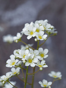 Saxifraga paniculata (Saxifragaceae)  - Saxifrage paniculée, Saxifrage aizoon - Livelong Saxifrage Bezirk Lienz [Autriche] 17/07/2019 - 1850m