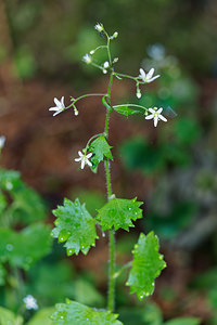 Saxifraga rotundifolia (Saxifragaceae)  - Saxifrage à feuilles rondes - Round-leaved Saxifrage Udine [Italie] 03/07/2019 - 1360m