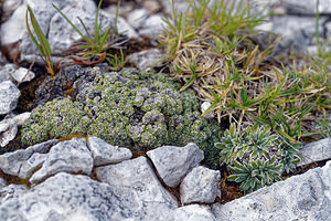 Saxifraga squarrosa (Saxifragaceae)  - Saxifrage squarreuse  [Slovenie] 05/07/2019 - 1880m