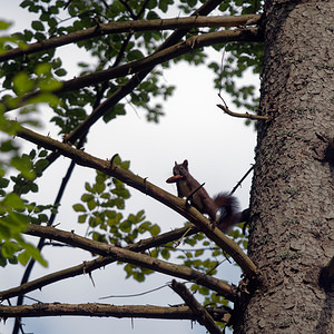 Sciurus vulgaris (Sciuridae)  - Écureuil roux - Eurasian Red Squirrel  [Slovenie] 08/07/2019 - 680m