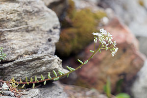 Sedum album (Crassulaceae)  - Orpin blanc - White Stonecrop Haut-Adige [Italie] 17/07/2019 - 1190m