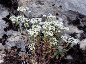 Sedum album (Crassulaceae)  - Orpin blanc - White Stonecrop Isere [France] 22/07/2019 - 1630m