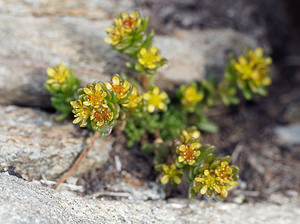 Sedum alpestre (Crassulaceae)  - Orpin alpestre, Orpin des Alpes Haut-Adige [Italie] 18/07/2019 - 2470m