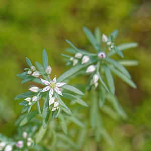 Sedum hispanicum (Crassulaceae)  - Orpin d'Espagne - Spanish Stonecrop Udine [Italie] 03/07/2019 - 780m