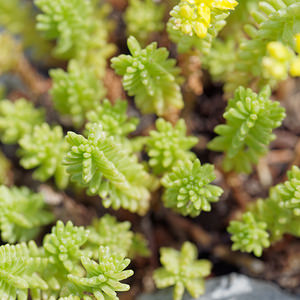 Sedum sexangulare (Crassulaceae)  - Orpin à six angles, Orpin de Bologne, Orpin doux - Tasteless Stonecrop  [Slovenie] 04/07/2019 - 900m