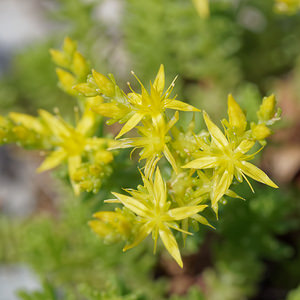 Sedum sexangulare (Crassulaceae)  - Orpin à six angles, Orpin de Bologne, Orpin doux - Tasteless Stonecrop  [Slovenie] 04/07/2019 - 900m