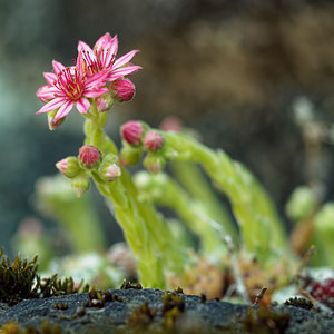 Sempervivum arachnoideum (Crassulaceae)  - Joubarbe toile-d'araignée - Cobweb House-leek Udine [Italie] 03/07/2019 - 980m