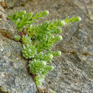 Sempervivum arachnoideum (Crassulaceae)  - Joubarbe toile-d'araignée - Cobweb House-leek Udine [Italie] 03/07/2019 - 960m