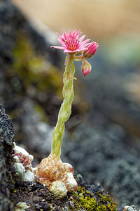 Sempervivum arachnoideum (Crassulaceae)  - Joubarbe toile-d'araignée - Cobweb House-leek Udine [Italie] 03/07/2019 - 970m