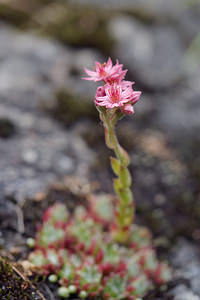 Sempervivum arachnoideum (Crassulaceae)  - Joubarbe toile-d'araignée - Cobweb House-leek Haut-Adige [Italie] 17/07/2019 - 1210m