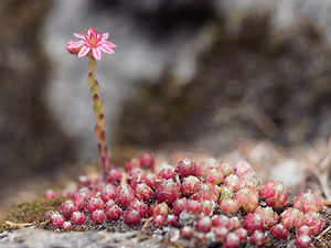 Sempervivum arachnoideum (Crassulaceae)  - Joubarbe toile-d'araignée - Cobweb House-leek Haut-Adige [Italie] 17/07/2019 - 1190m