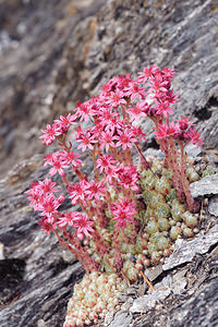 Sempervivum arachnoideum (Crassulaceae)  - Joubarbe toile-d'araignée - Cobweb House-leek Haut-Adige [Italie] 17/07/2019 - 1690m